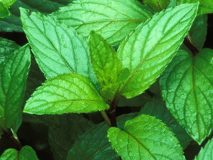 PepperMint Fragrance Oil