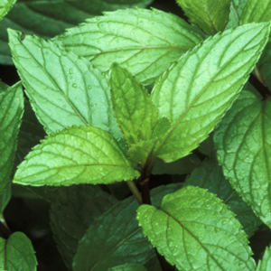 PepperMint Fragrance Oil