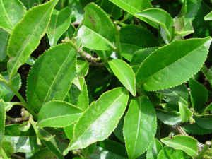 Green Tea Fragrance Oil