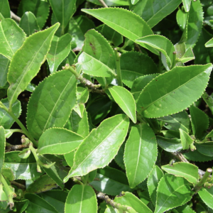 Green Tea Fragrance Oil