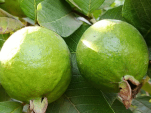 Guava Fragrance Oil