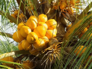 Coconut  Fragrance Oil