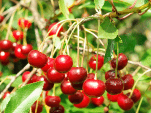 Cherry Fragrance Oil