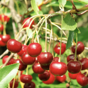 Cherry Fragrance Oil