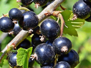 Blackcurrant Fragrance Oil
