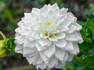White Flower Fragrance Oil