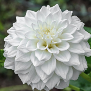 White Flower Fragrance Oil