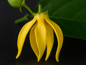 Ylang Ylang Fragrance Oil