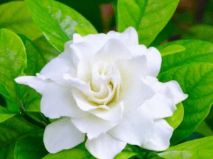 Gardenia Fragrance Oil