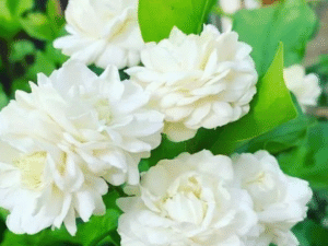 Jasmine Fragrance Oil