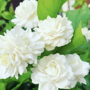 Jasmine Fragrance Oil