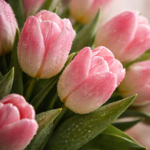Tulip Fragrance Oil